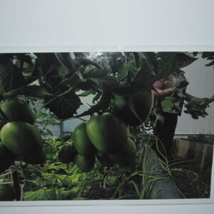 Cuadro de chiles